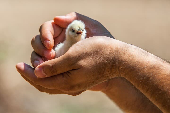 Il Gallo con gli Stivali photo 5