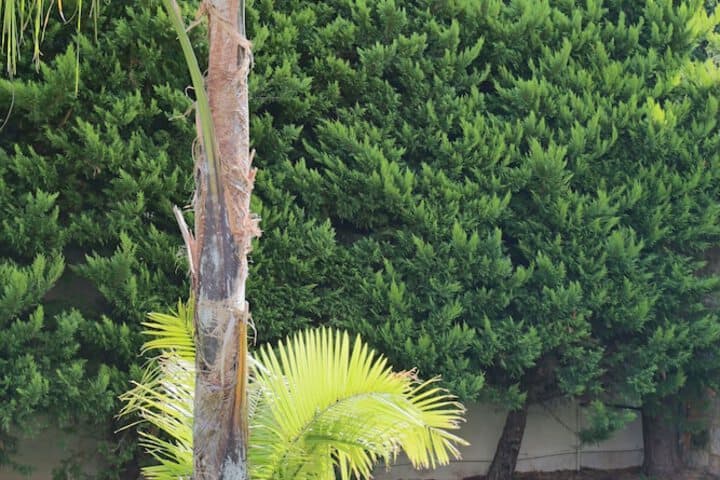 Pandora Villas photo 2