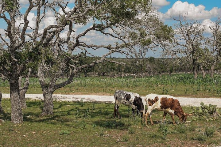 Best Fredericksburg Bed&Breakfast photo 5
