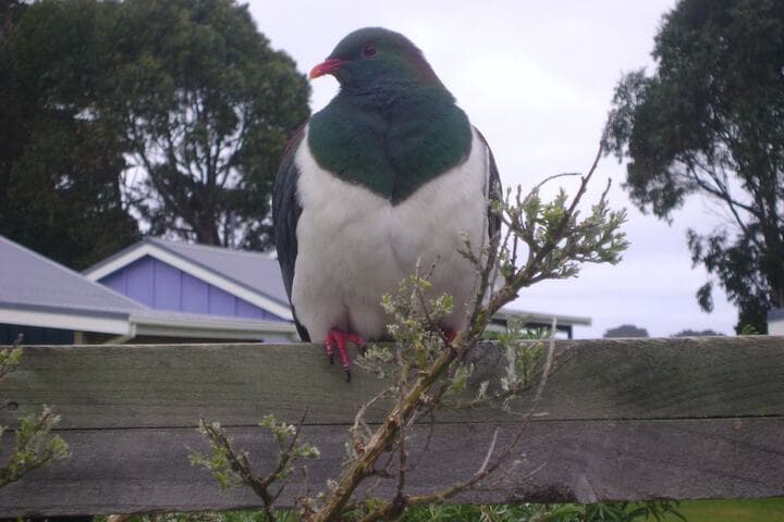 Catlins Newhaven Holiday Park photo 3