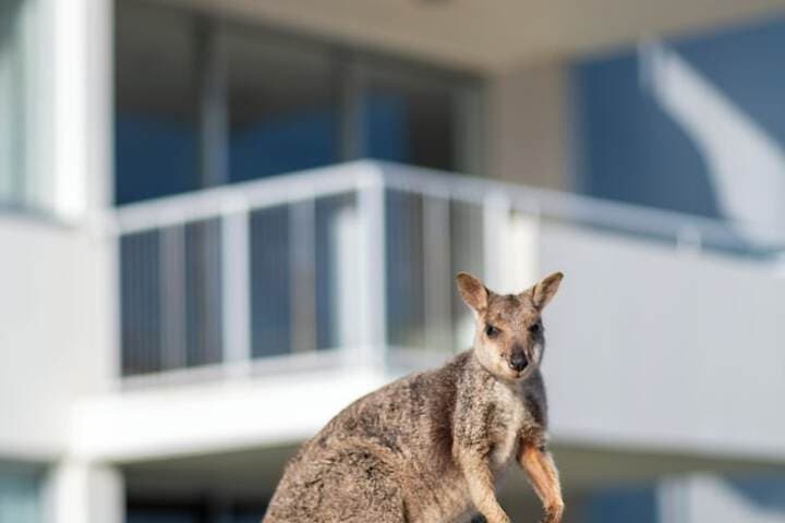 Grand Mercure Apartments Magnetic Island photo 4