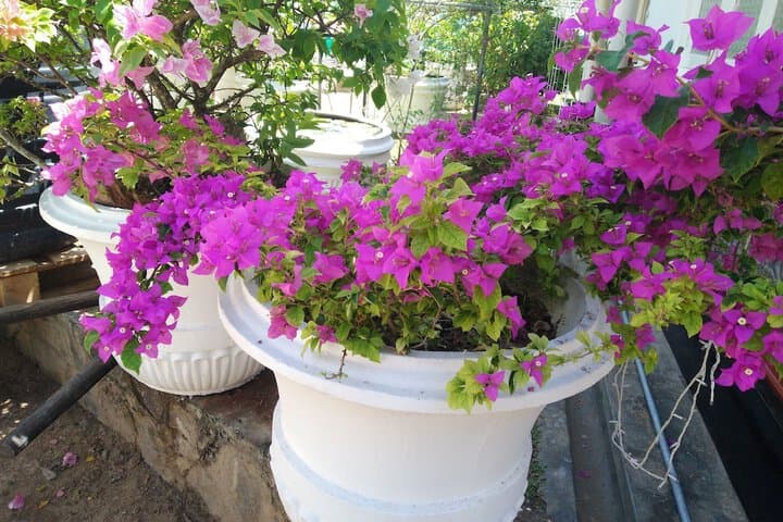 Aroma Villa photo 3