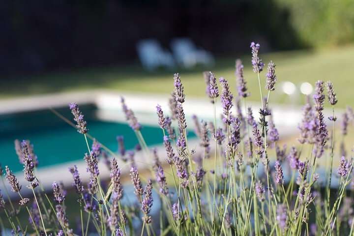La Fauvelle photo 4