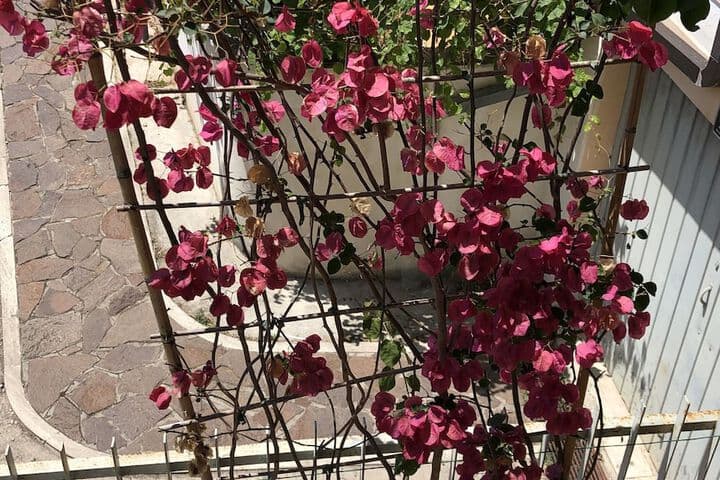 Il Giardino di Adriana photo 5