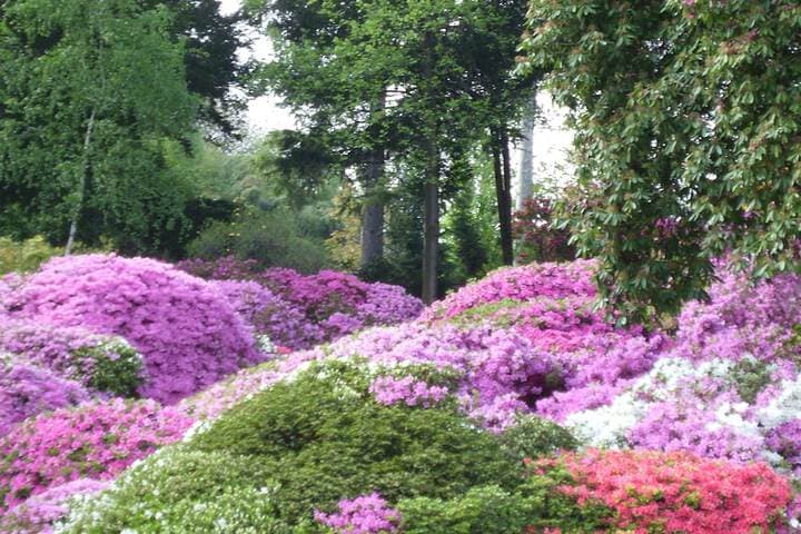 Azalea & Glicine House photo 4