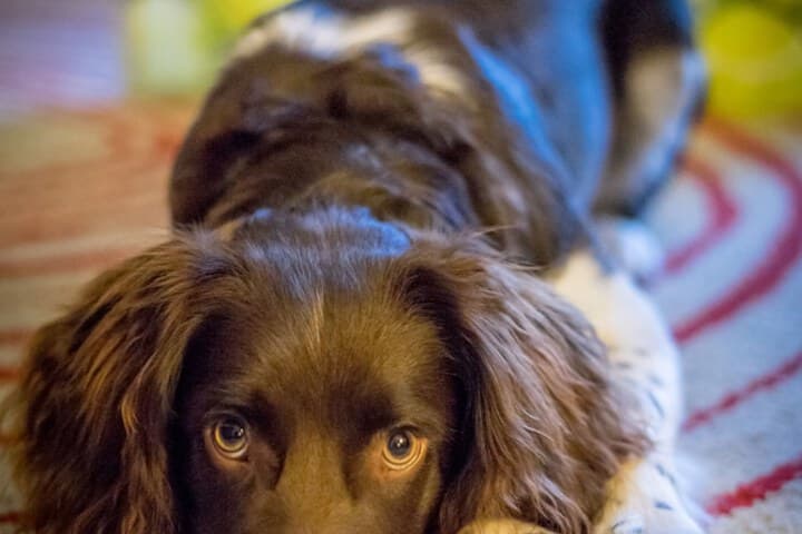 Kingsley Edinburgh photo 4