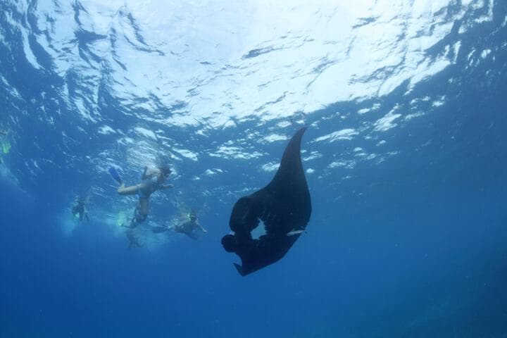 Barefoot Manta Island photo 5