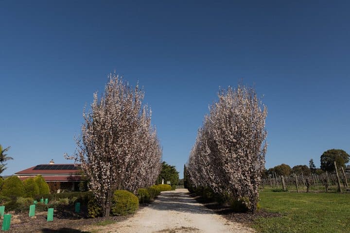 Barossa Shiraz Estate photo 5