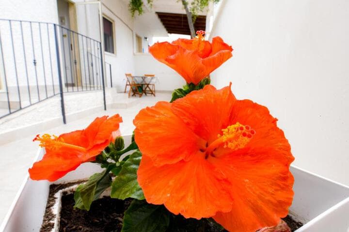 B&B Macchia Mediterranea photo 3