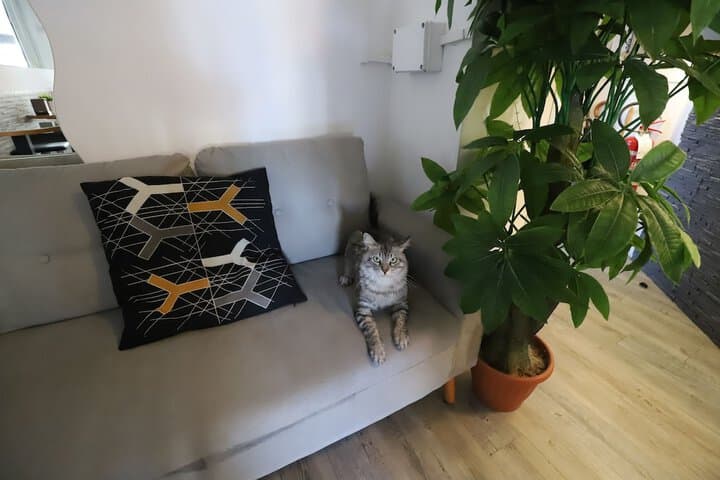 Guest House Pirelli photo 3