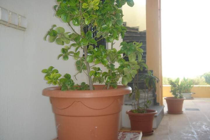 Iliaktida Apartments photo 4