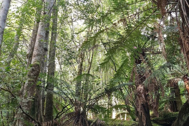 Huon Bush Retreats photo 2