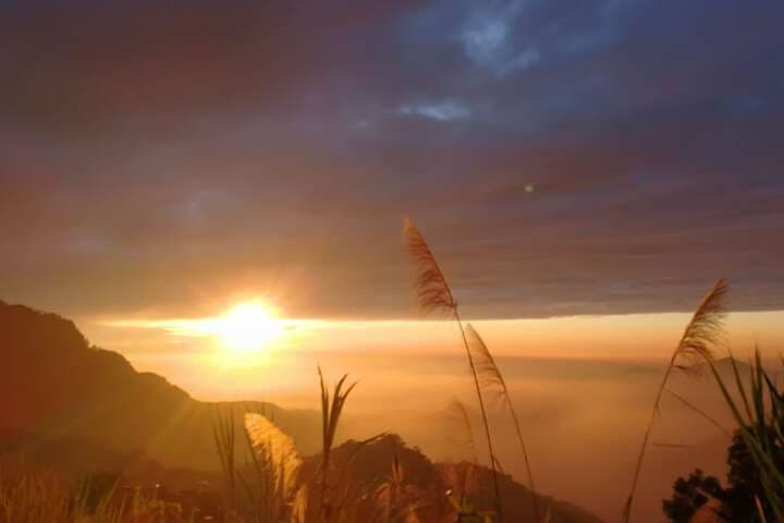 Alishan Tea Homestay photo 2