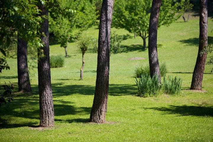 Villa il Borghetto photo 4