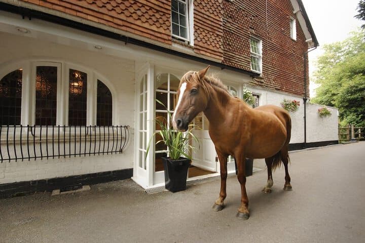 Moorhill House Bed & Breakfast photo 4