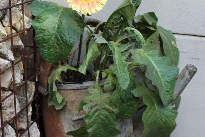 Cottonwood Guesthouse photo 2