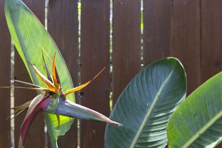 Flower Pot Complex photo 5