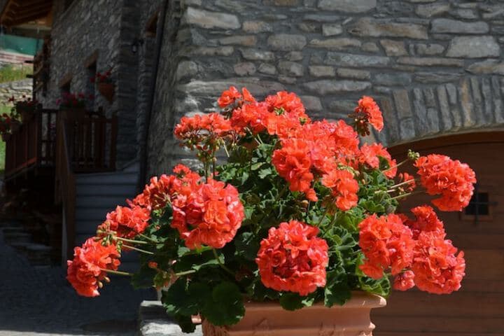 Appartamento Con Giardino photo 5