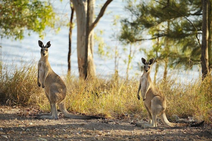 NRMA Lake Somerset Holiday Park photo 2