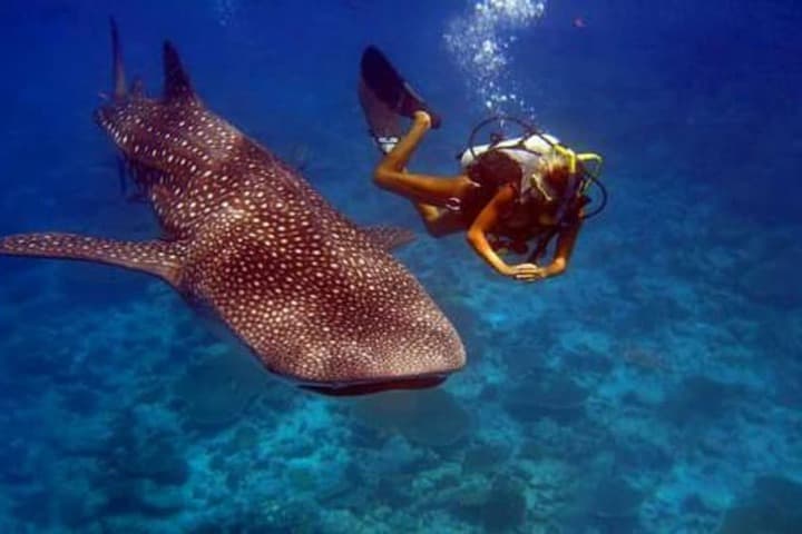 Batuta Maldives Surf View Guesthouse photo 5