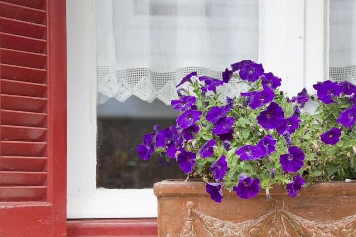 Flower Pot Complex photo 3