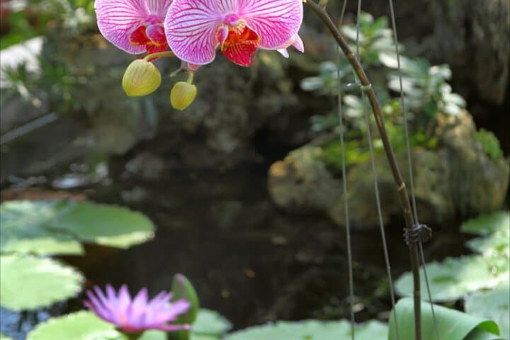 Green Areca villa photo 4