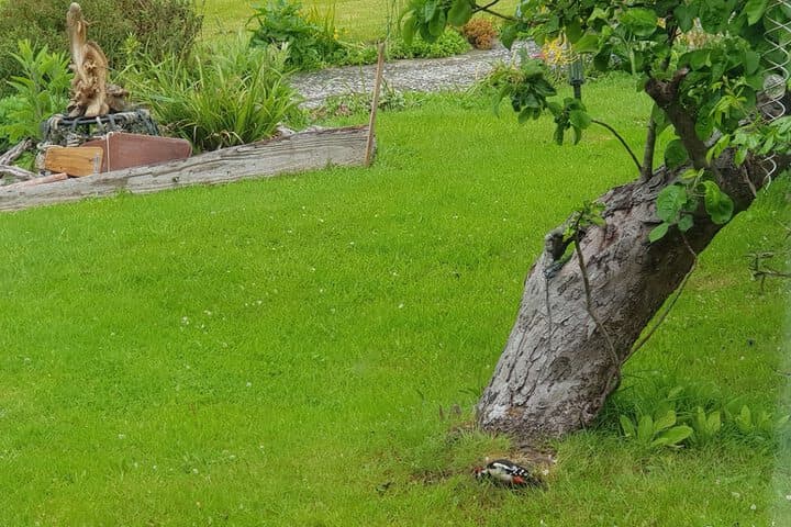Kingsmede Bed & Breakfast photo 4