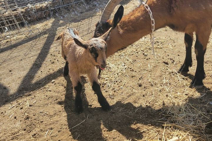 Mountain Goat Lodge photo 3