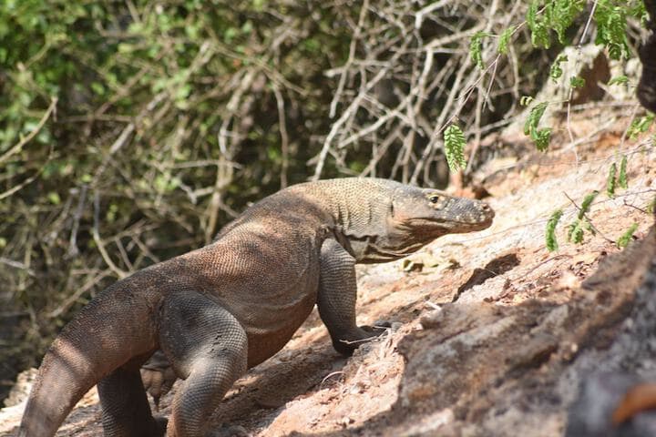 Komodo Cruise Boat photo 3