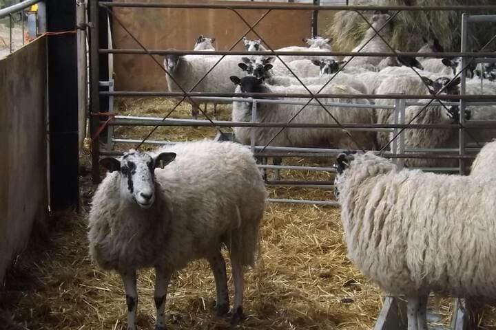 Pear Tree Farm B&B photo 2