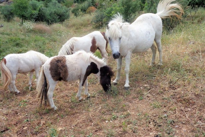 Menina Farm photo 2