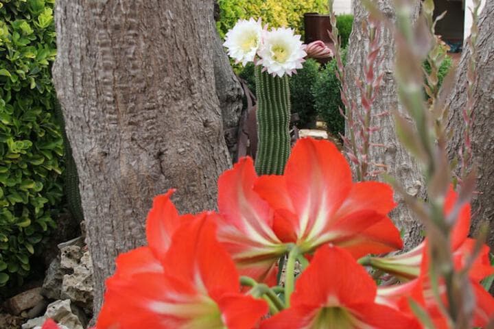 La Rosa Blu Bed & Breakfast photo 3