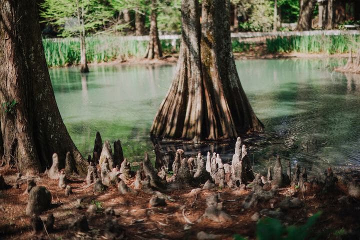 The Myrtles Plantation photo 4