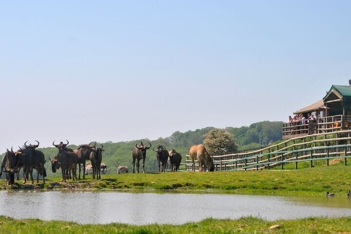 Port Lympne Reserve Livingstone Lodge photo 2
