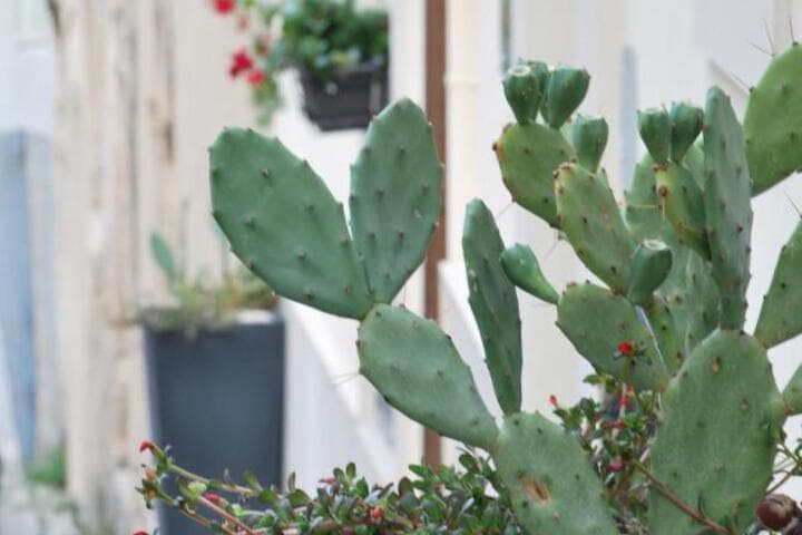 A Casa Di Grazia photo 2