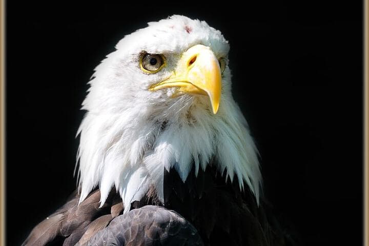 Falcons Nest photo 3