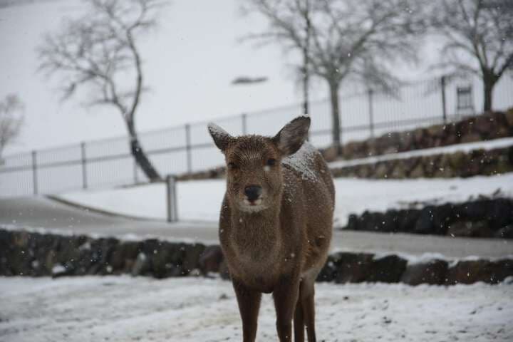 The Deer Park Inn photo 3