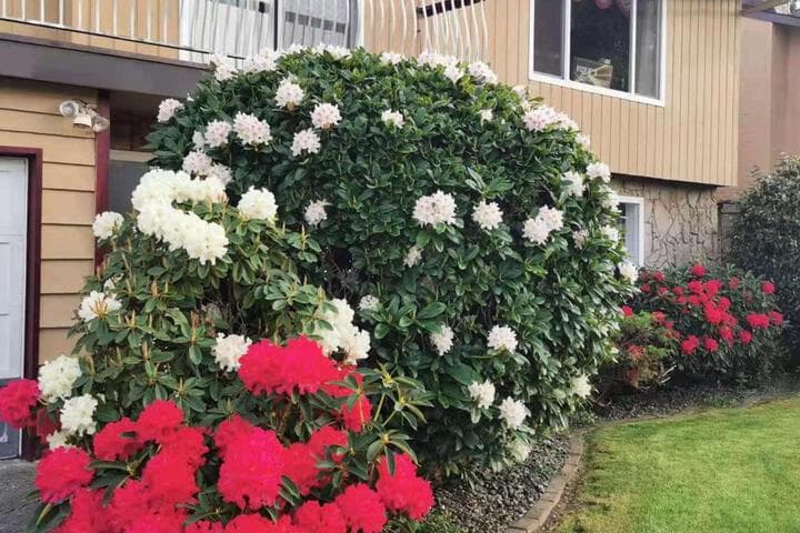 YVR Vickies Bed&Breakfast photo 2