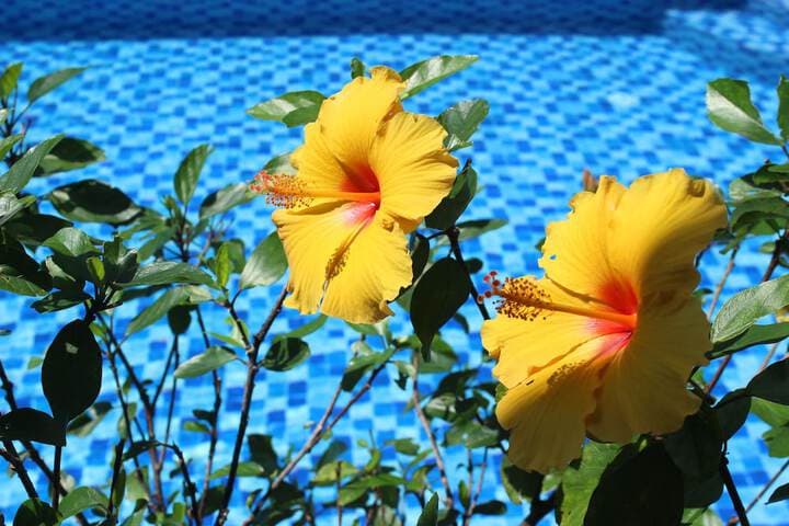 Magnolia Garden Villa photo 4