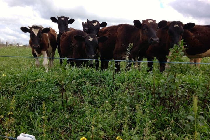 Abington Farm photo 5