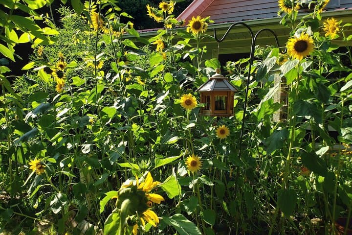 Blue Ridge Manor B&B photo 2