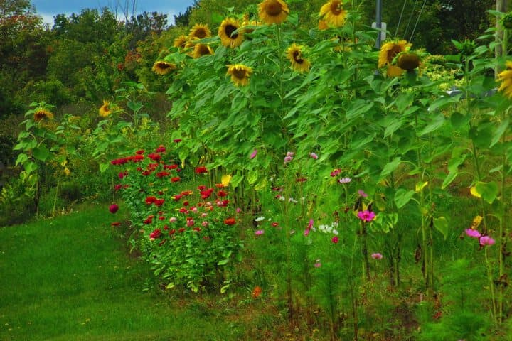 Georgian Garden Inn photo 3