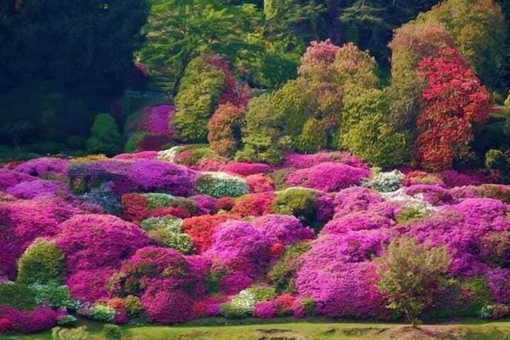 Azalea & Glicine House photo 3