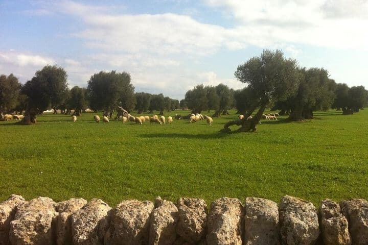 Masseria Pelosella B&B photo 2