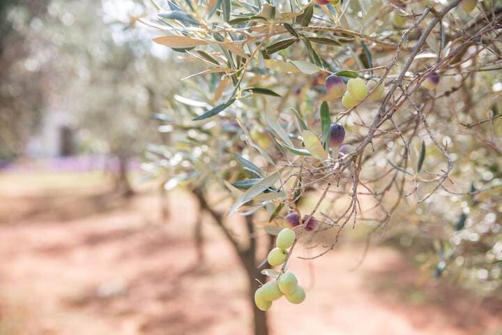 Masseria Saietti photo 4