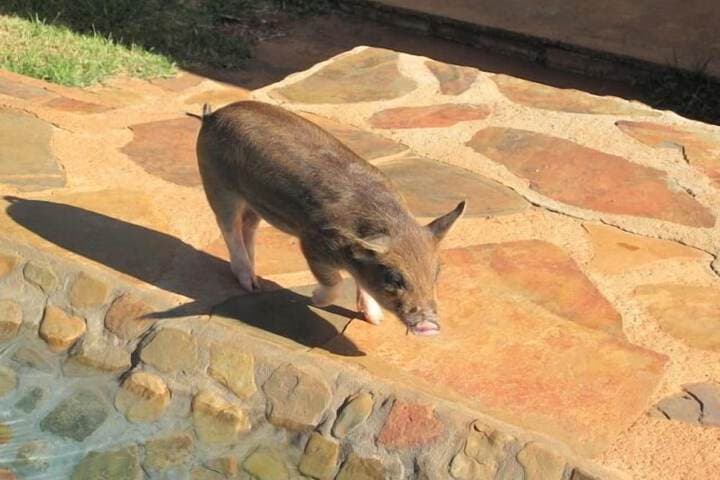 Caracal Lodge photo 4