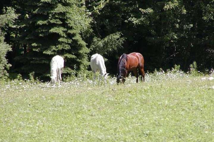 The Inn on the Horse Farm photo 2