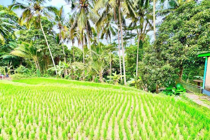 Dupa Ubud Villa photo 3
