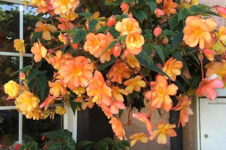 Park Lodge Guest House photo 4