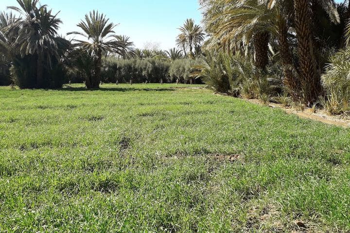 Riad Sarayas photo 4
